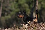 JAGDTERRIER ALLEMAND 061